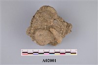 藏品(貨幣石)的圖片